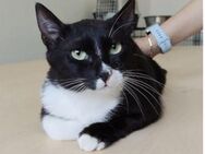 Ronda- liebes anhängliches Katzenmädchen - Wilhelmsfeld