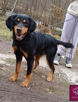 Jack Hundejunge möchte gerne ausreisen - Spenge