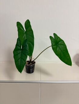 Alocasia Corazon - Dortmund Husen