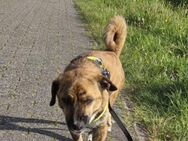 Freddy - bereit für seine Familie - Großefehn