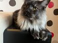 Maine Coon Deckkater in 96152
