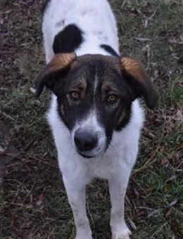 SHAR - ein Held auf vier Pfoten! - Sulzbach-Laufen