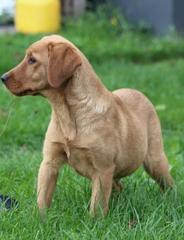 Labrador Welpe Hündin - Marlow