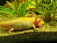 Axolotl Weiß/Gold/schwarz - Leipzig