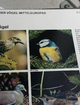 SCHALLPLATTE STIMMEN DER VÖGEL MITTELEUROPAS - Berlin Lichtenberg