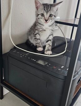 Kitten - Mettingen