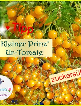 ♥ UR Tomate ' Kleiner Prinz ' GELB,1000 Früchte,Samen Tulpenstolz,Saatgut,Alte Sorte,Kindergarten,Garten,zuckersüß, süß - Hamburg