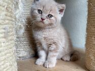 Bkh Kater - Eisenach