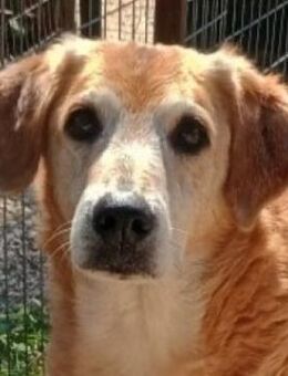 Flower, geb. ca. 06/2015, GRIECHENLAND - Euskirchen