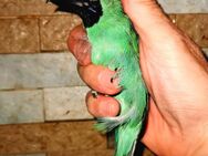 Dickschnabel Blattvogel - Zella-Mehlis