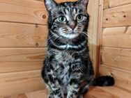 STESHA- sucht liebevolle Familie - Mainhardt
