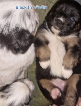 Bezaubernde Miniature Australian Shepherd Welpen suchen ihr Zuhause - Heinsberg