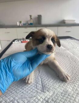 Süße Welpin B669 sucht ihre Familie - Neuberg