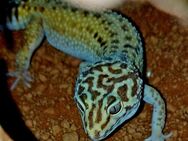 Leopardgeckos Männchen Weibchen nur Abholung - Dortmund
