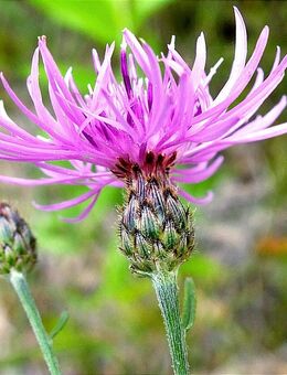 Samen Rispen-Flockenblume, Gefleckte F. (Centaurea-stoebe) heimische Wildstauden - Stuttgart