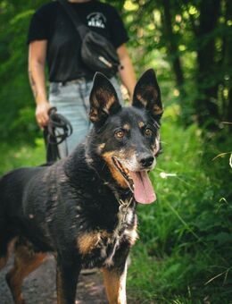 Dingo🧡 - Berlin