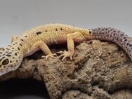 Super süße Leopardgeckos 2025 super Zahm - Jüchen
