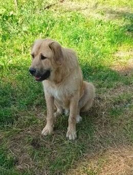 Hugo der Riese mit dem großen Herz - Schwerte (Hansestadt an der Ruhr)