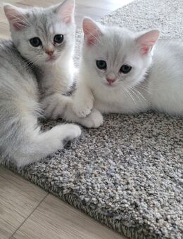 2 weiße, süße Kitten (12 Wochen) in gute Hände abzugeben - Drensteinfurt