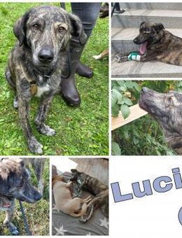 LUCIO * großer Bub sucht Vorbild - Duisburg