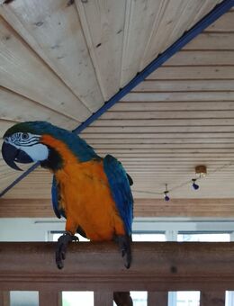 Gelbbrustara - Göttingen