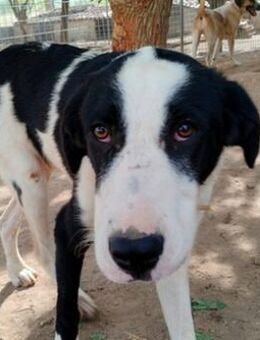 Swazi-trotz Ablehnung einfach wunderbar! - Mettmann