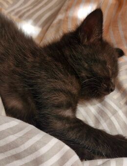 Katzenbabys 4 Monate alt - Weissach