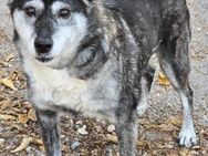 Liebevolle VANYA sucht ruhiges Zuhause♥️ - München