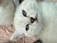 BKH Kitten Silver Shaded - Elmshorn
