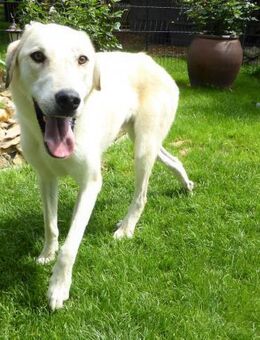 Mezzo, ein Schatz sucht das große Glück! - Eutingen (Gäu)