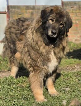 ❤️ Blaze - Kissing