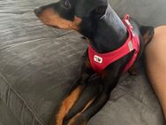 Deutscher Pinscher Minitial - Willebadessen