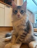 Maine Coon Kitten (Kater) in 26810