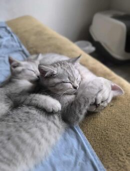 BKH Baby Katzen, Kitten, Kätzchen reinrassig - bald abgabebereit - Wolfratshausen