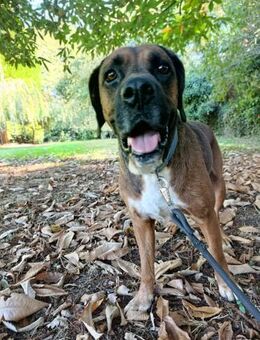 Fusco möchte wieder eine Familie haben - Berlin