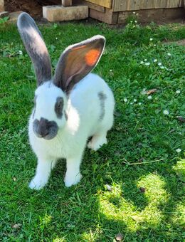Deutsche Riesenschecken Hase Kaninchen - Hirzenhain