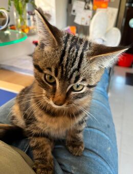 Kuschelbedürftigster Kater aller Zeiten - Hamburg