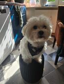 🌟 Malteser-Rüde (2,5 Jahre) in liebevolle Hände abzugeben 🌟 in 47249