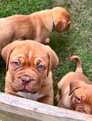 Bordeaux Doggen Welpen in 02708