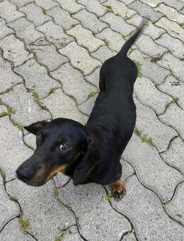 Dackel Hündin, 5 Jahre - Kappeln (Schleswig-Holstein)