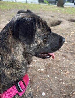 🐾 Liebevolle Schäferhund-Mix-Hündin - Mönchengladbach