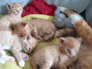 Baby Katzen suchen neue Zuhause - Reutlingen