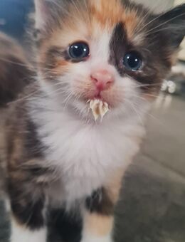 Heilige Birma Mix Kitten suchen neues Zuhause - Bitburg