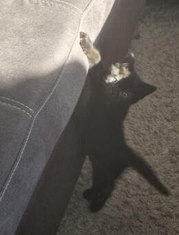 Reinrassige BKH Kitten - Goch