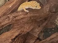 Leopardgecko Männchen (Notverkauf) - Detmold