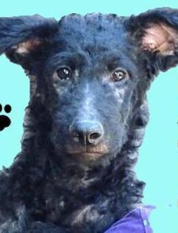 hundejunge PAOLO - Gefrees