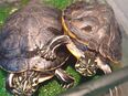 Wasserschildkröten in 02782