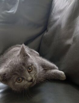 😻reinrassige BKH Kitten suchen Dich😻 - Krefeld