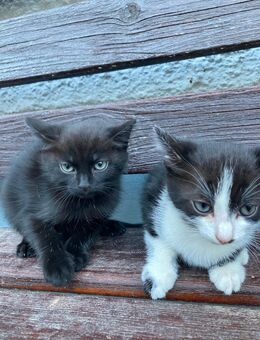 Babykatzen - Münchsteinach