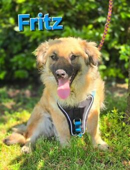Fritz sucht ein Zuhause - Linden (Hessen)